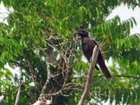 Samoan-Starling.jpg