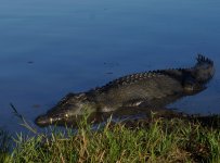 Saltwater Crocodile_Yellow Water_080813a.jpg