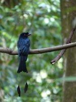 Racquet-tailed drongo small.jpg