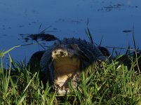 Saltwater Crocodile_Yellow Water_080813b.jpg