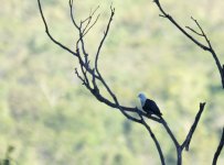 Banded Fruit Dove_Nourlangie_080813a.jpg