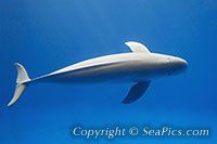 015727-200-porpoise.jpg