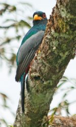 Black-Tailed Trogon.jpg