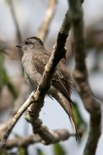 Crowned-Slaty Flycatcher.jpg