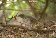 DSCN5621 Clamorous Reed Warbler?.jpg