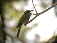 DSCN5639 Green Bee-eater (tongue).jpg