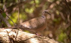 DSCN5597 Collared Dove.jpg