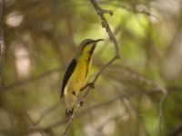 DSCN5587 Palestine Sunbird.jpg