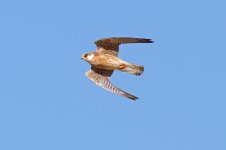 120522-Red-footed-Falcon-(3)-bujaraloz-web.jpg