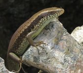 IMG_0092 wierd-toed skink DB.jpg