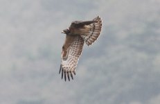 Oriental Honey Buzzard.jpg