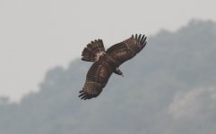 Oriental Honey Buzzard 2.jpg