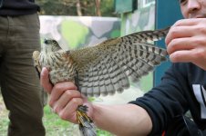 Japanese Sparrowhawk 499843.jpg