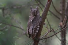 Oriental Scops Owl after release.jpg