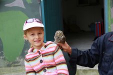 Oriental Scops Owl.jpg