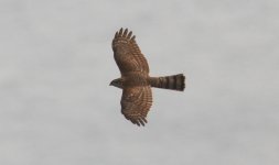 Japanese Sparrowhawk.jpg