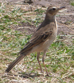 Pipit 3.png