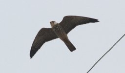 Amur Falcon.jpg