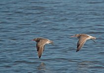 bar-tailed-godwits154.jpg