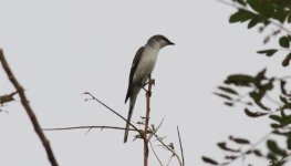 Ashy Minivet.jpg