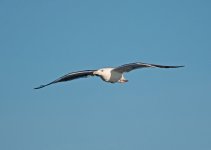 Great-Black-backed-Gull-81.jpg