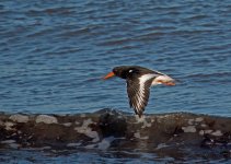 oystercatcher2.jpg