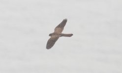 Eurasian Kestrel.jpg