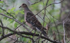 Oriental Turtle Dove.jpg