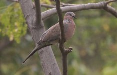 Spotted Dove.jpg