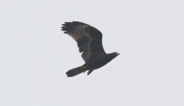 Oriental Honey BUzzard 3.jpg