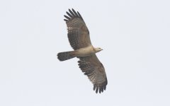 Oriental Honey Buzzard 5.jpg