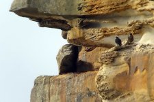 peregrine chicks cliffs rx100M2 stx95_DSC7854.jpg