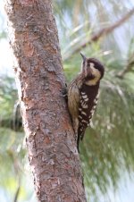 grey-capped pygmy woodpecker1.jpg