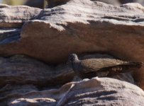 CQ Rock Pigeon_Bardedjilidji_090813b.jpg