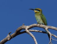 Rainbow Beeeater_Bardedjilidji_090813a.jpg