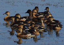 Wandering Whistling Ducks_Mamukala_090813a.jpg