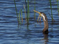 Darter_Mamukala_090813e.jpg