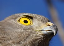 Brown Goshawk_Kakadu_090813c.jpg