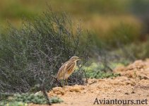 Squacco-Heron.jpg