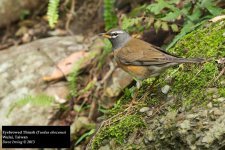 Eyebrowed Thrush 2.jpg