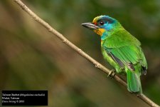 Taiwan Barbet 3.jpg