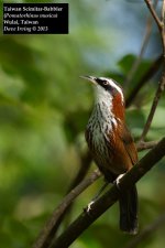 Taiwan Scimitar Babbler 5.jpg