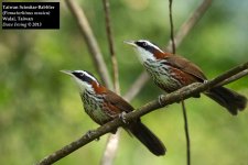 Taiwan Scimitar Babbler 6.jpg