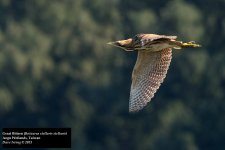 Eurasian Bittern.jpg