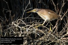 Yellow Bittern.jpg