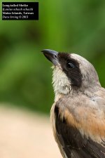 Long-tailed Shrike 3.jpg