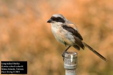 Long-tailed Shrike 5.jpg