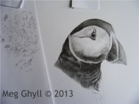 Puffin5(copy) (copy).JPG