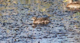 Baikal Teal.jpg