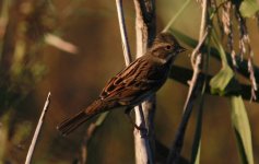 Black-faced Bunting.jpg